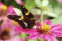 Nathan-Brokman_Reiman-Gardens_3RT2