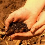 ISU researchers use biochar to improve soil (updated 7/2)