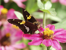 [Photo] A silver-spotted skipper butterfly sits upon a flowering plant.