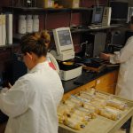 Grain quality lab prepares students, samples