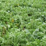 Results released of five-year cover crop on-farm yield study
