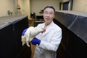 Hongwei Xin and other ISU personnel helped complete a comprehensive study of egg production systems that compares conventional practices with alternative production systems. (Photo by Amy Vinchattle.)