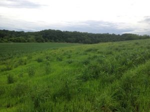 Narrow strips of native prairie planted on cropland, like the one shown above, can yield immense environmental benefits. The STRIPS program at Iowa State recently received a USDA grant to expand its work. (Photo courtesy of Lisa Schulte Moore)