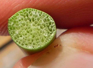Aerenchyma in stem cross section of a typical wetland plant.