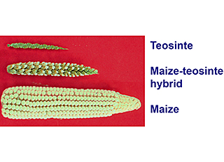 "Maize-teosinte" Courtesy of John Doebley - http://teosinte.wisc.edu/images.html