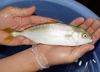 Researchers are developing genomic resources for Seriola dorsalis to improve the brood stock selection of yellowtail kingfish for grow-out. Courtesy of Hubbs-Seaworld Research Institute