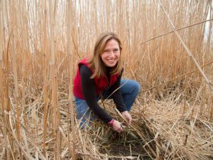 Emily Heaton, associate professor of agronomy at Iowa State University, checks a field of a perennial grass called Miscanthus x giantess Friday, Dec. 11, 2015. The grass can be burned with coal in power plants. (Photo: Zach Boyden-Holmes/The Register)
