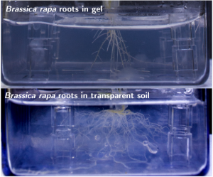 Brassica rapa roots in gel in comparison to transparent soil. 
