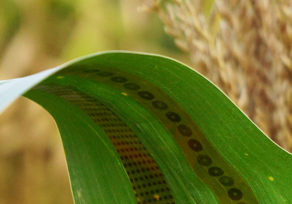 plant tattoo sensor