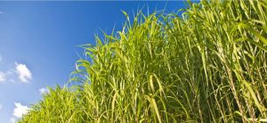 Switchgrass