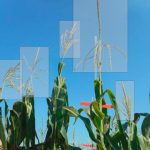 Researchers use crowdsourcing to speed up data analysis in corn plants