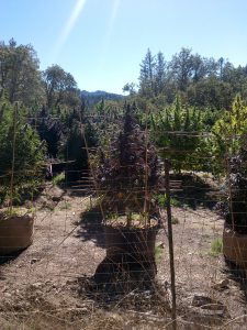 Inspection photo of a cannabis operation in October 2018.