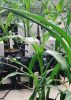 Image of corn connected to electronic sensors at Iowa State's Plant Sciences Institute.