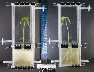 Transparent soil in lab setting