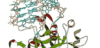 aptamer binding to a protein
