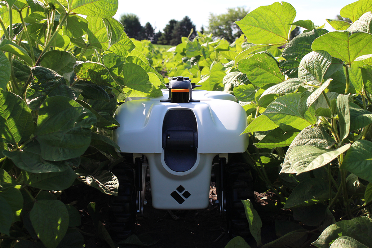 Robot in between crop plants