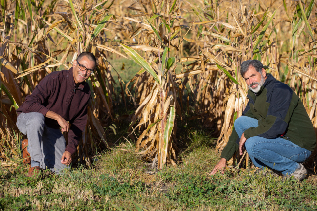 Raj Raman and Kenneth Moore kneel near ground cover crops and corn plants