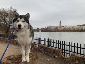 A shot of a Alaskan Malamute with a river and buildings in the background.