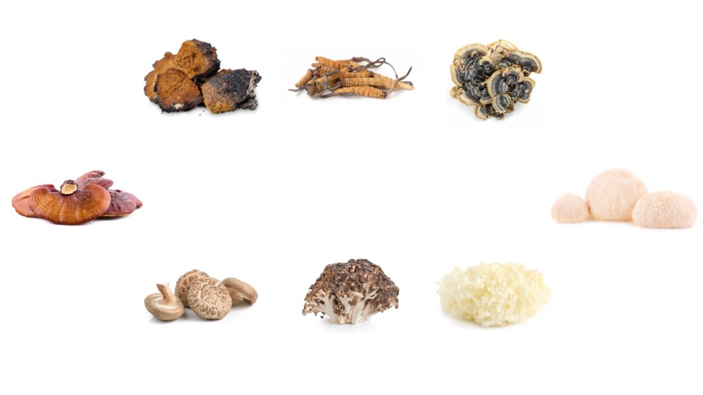 Photo of different mushroom products sold by Sempera Organics 