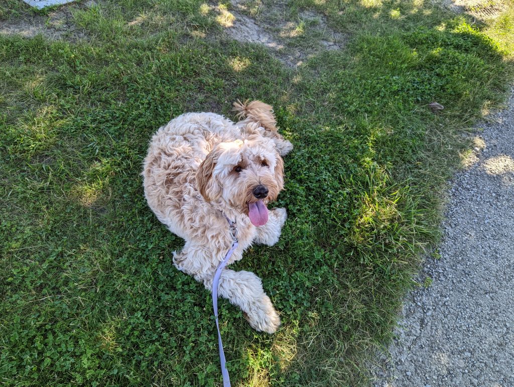 A picture of a goldendoodle dog