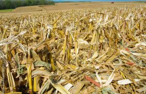 Corn stover (dried and cut corn stalks) in field