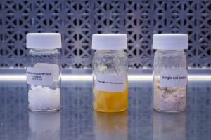 Rodríguez-Ocasio, is working on research where plastic waste (left) is converted into fatty compounds (middle) and bioprocessed by microbes into single-cell biomass rich in proteins (right).