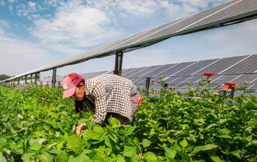 A researcher examines crop plants