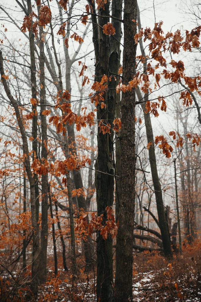 Close up of a tree in the forest