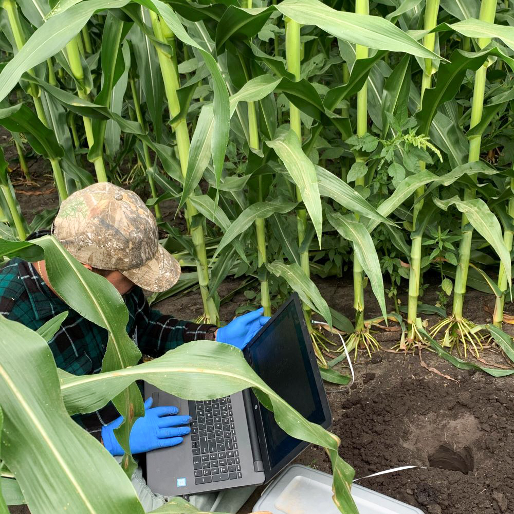 Installing soil and stalk nitrate sensors within a cornfield