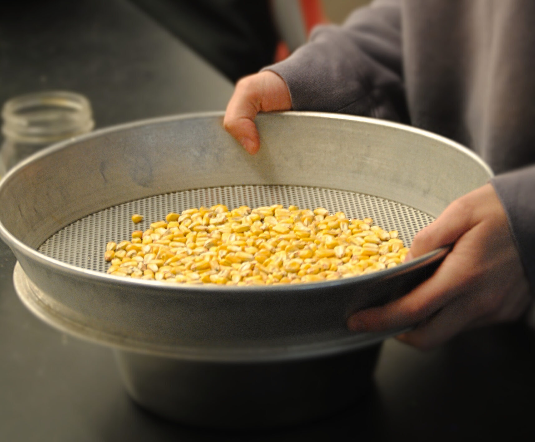 Student sifts through maize, counting weevils.