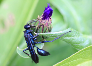 Steel blue cricket hunter